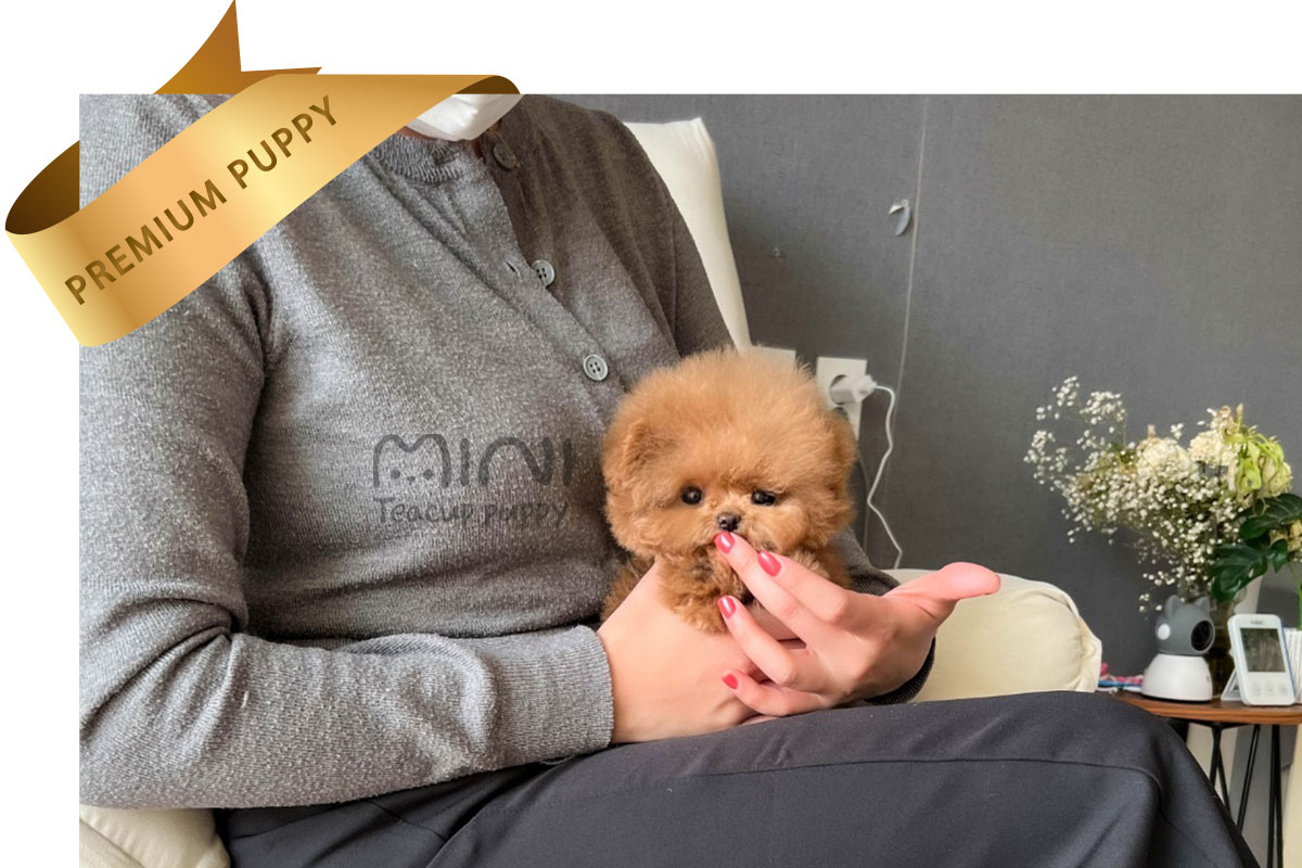 푸들여1