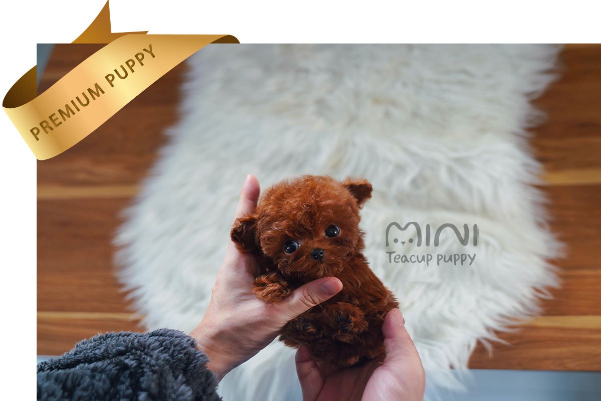 POODLE (RINA) SOLD - Image 2