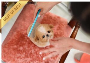 MALTIPOO (ULTRA) SOLD