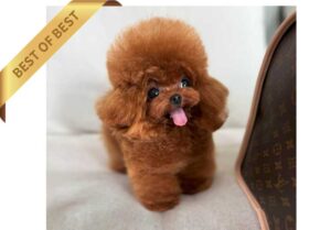 POODLE (LANGTTE)SOLD