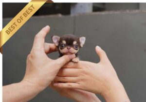 CHIHUAHUA (RON) SOLD