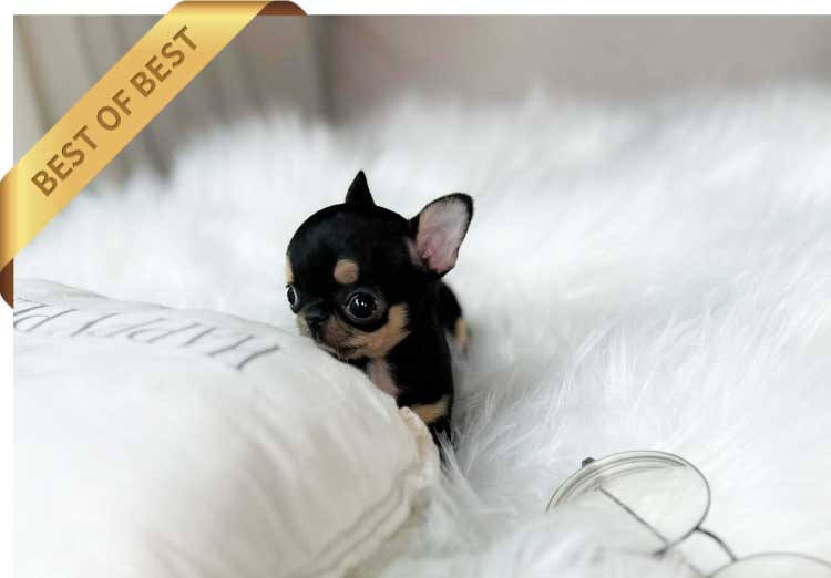 P)CHIHUAHUAT