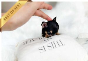 CHIHUAHUA (MARON) SOLD