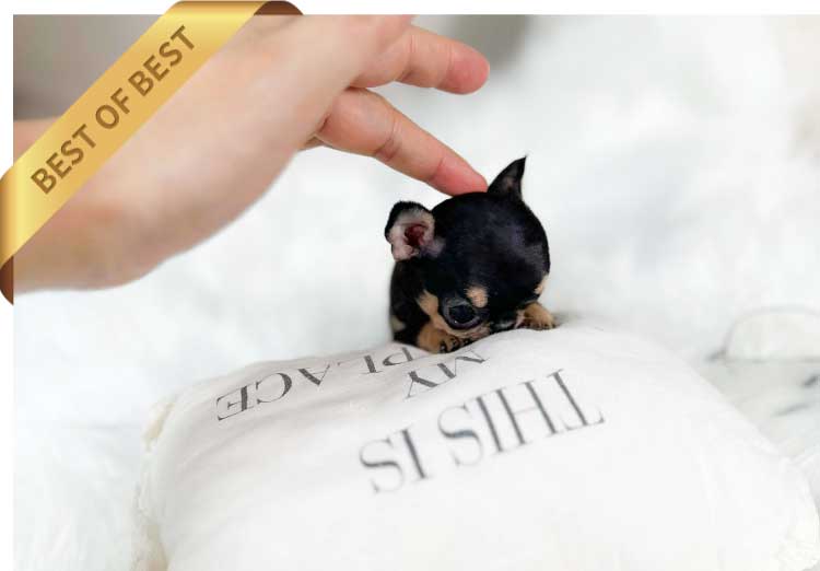 P)CHIHUAHUAT1