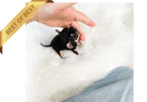 P)CHIHUAHUAT2.-1