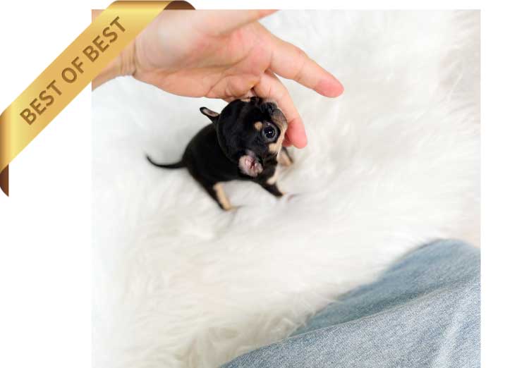 P)CHIHUAHUAT2.-1