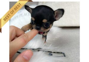 P)CHIHUAHUAT3