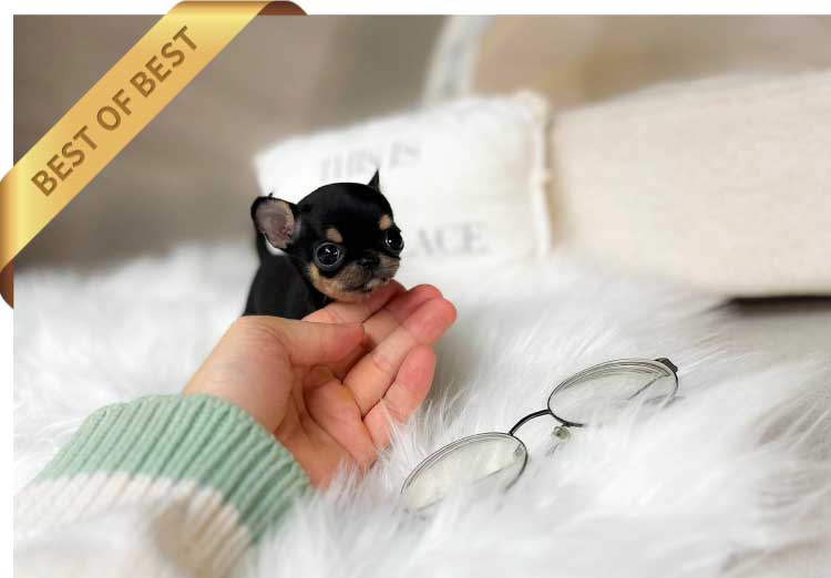 P)CHIHUAHUAT4