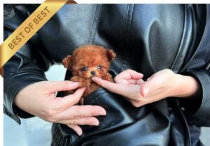 POODLE (RYO)
