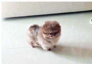 P)초코탄-폼4