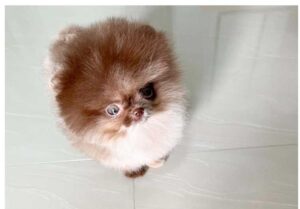 POMERANIAN (CHOCHO)SOLD