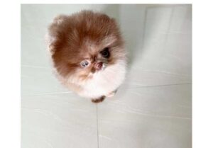 POMERANIAN (CHOCHO)