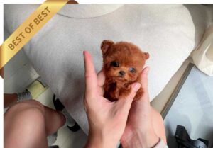 POODLE (LANG)