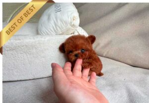 P)푸들-냥냥3