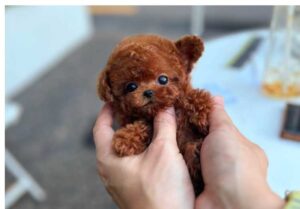 레드푸들쏘야