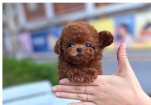 POODLE (SOI)