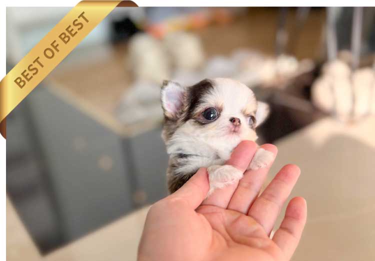 P)트라이-치와와티컵3