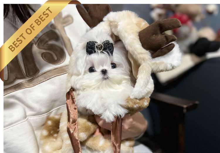 P)말티즈-티컵로1