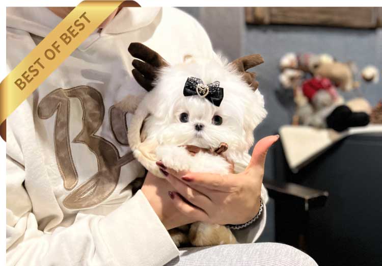 P)말티즈-티컵로4