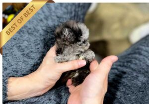 P)블루멀-푸들리1