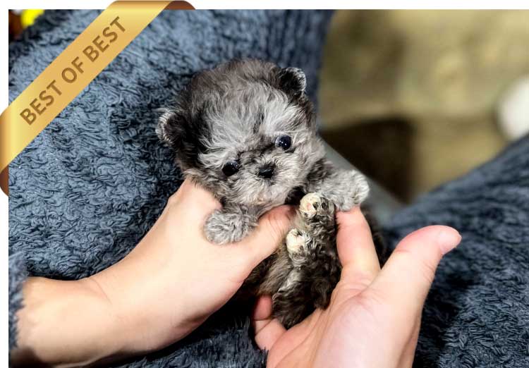 P)블루멀-푸들리2