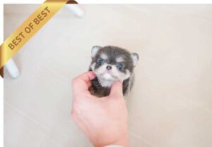 P)이자벨라치와와2-2