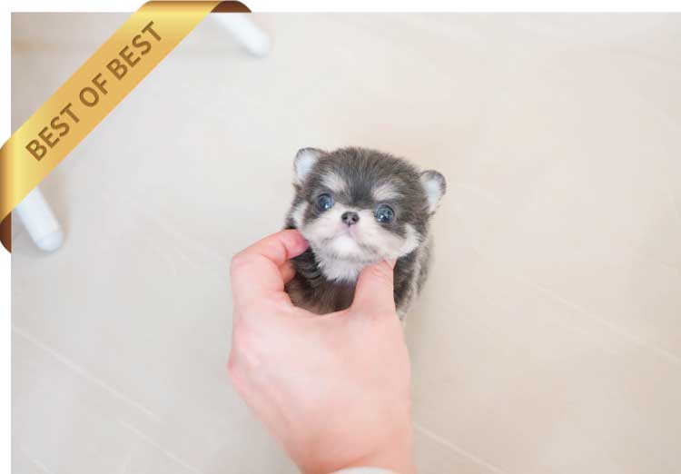 P)이자벨라치와와2-2