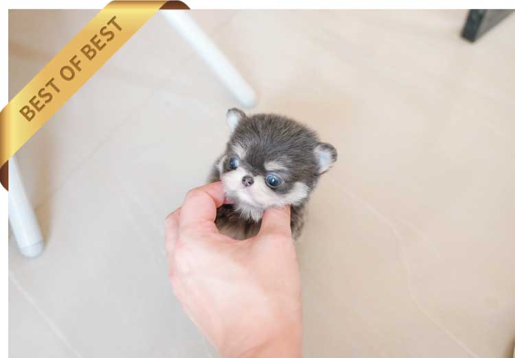 P)이자벨라치와와3-2