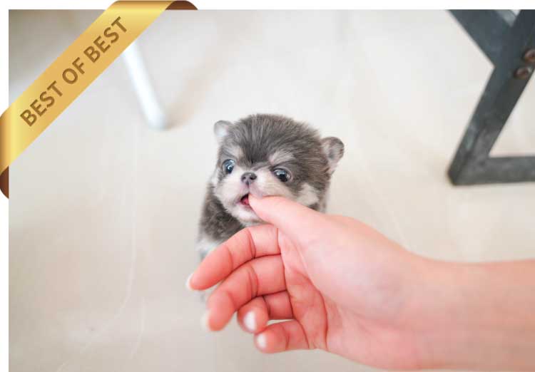 P)이자벨라치와와4-2