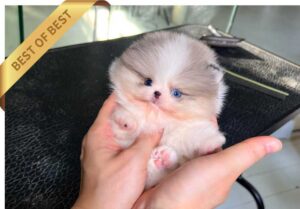 POMERANIAN (COOKIE) Special Order!