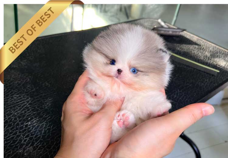 P)포메라니안-파랑이3dl