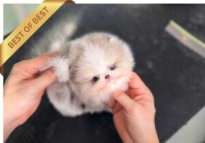 P)포메라니안-파랑이4dl