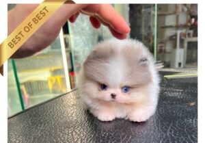 P)포메라니안파랑이1dl