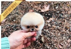 POMERANIAN (PUNCH)