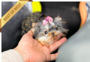 YORKSHIRE TERRIER (KIKI)