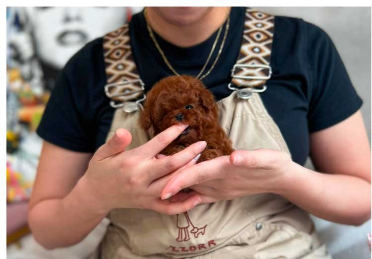 POODLE (BONA) - Image 2