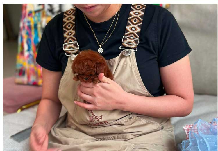 POODLE (BONA) - Image 4