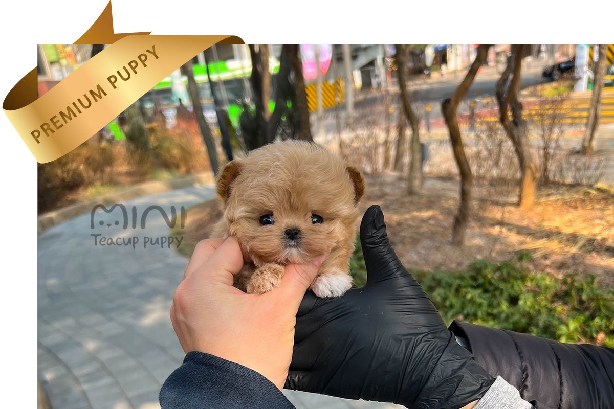 MALTIPOO (POPO) - Image 2