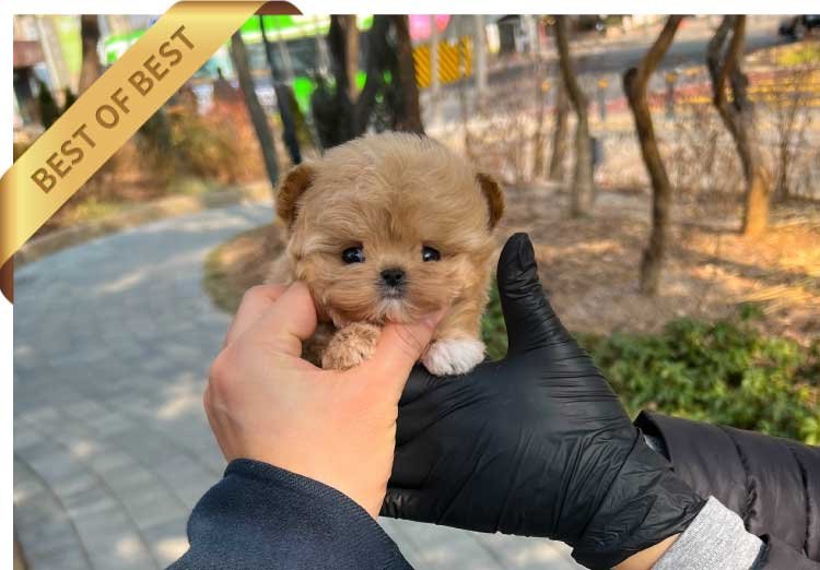 MALTIPOO (POPO) - Image 2