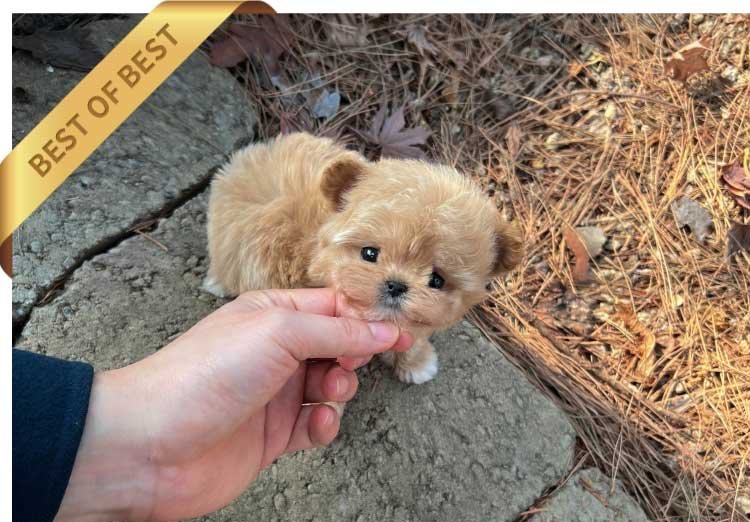 MALTIPOO (POPO) - Image 3