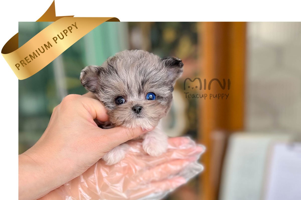 MALTIPOO (KAI) - Image 3