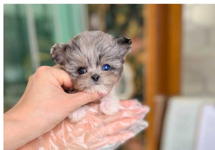 MALTIPOO (KAI) - Image 3