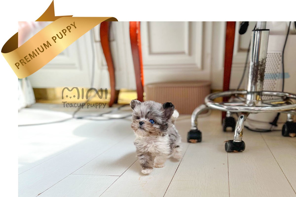 MALTIPOO (KAI) - Image 2