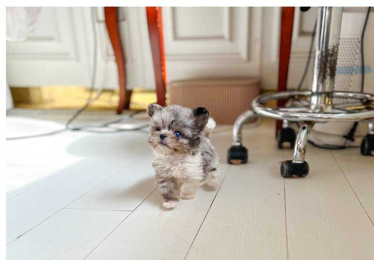 MALTIPOO (KAI) - Image 2