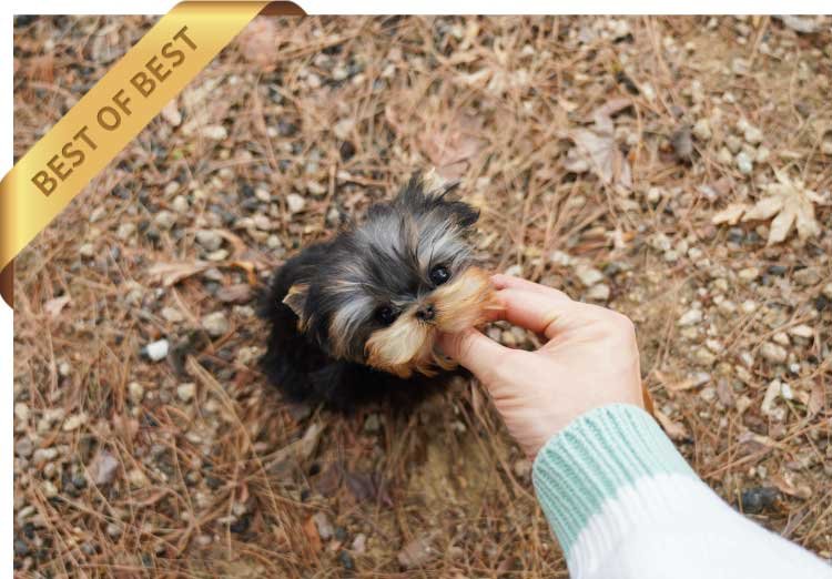YORKSHIRE TERRIER (KANI)