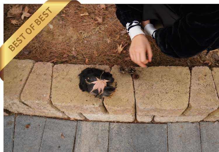 YORKSHIRE TERRIER (KANI) - Image 3