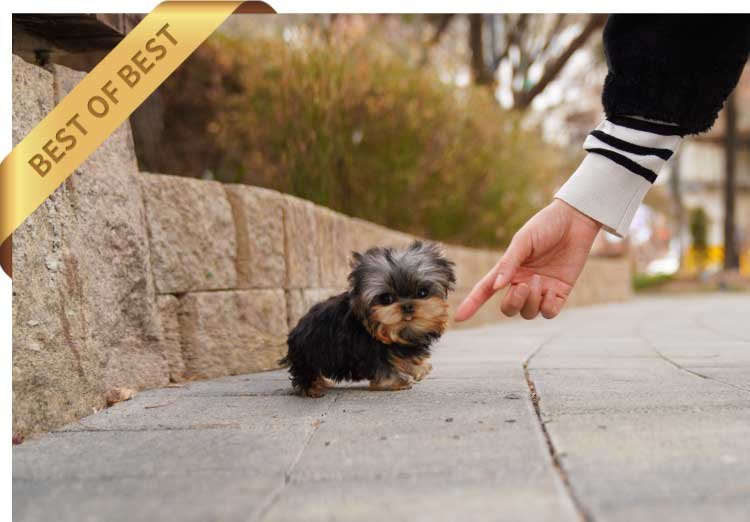 YORKSHIRE TERRIER (KANI) - Image 2
