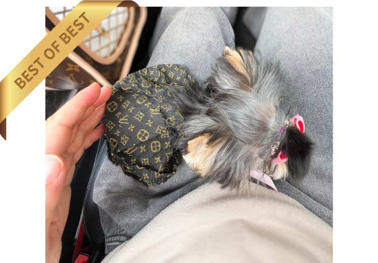 YORKSHIRE TERRIER (KIKI) - Image 4