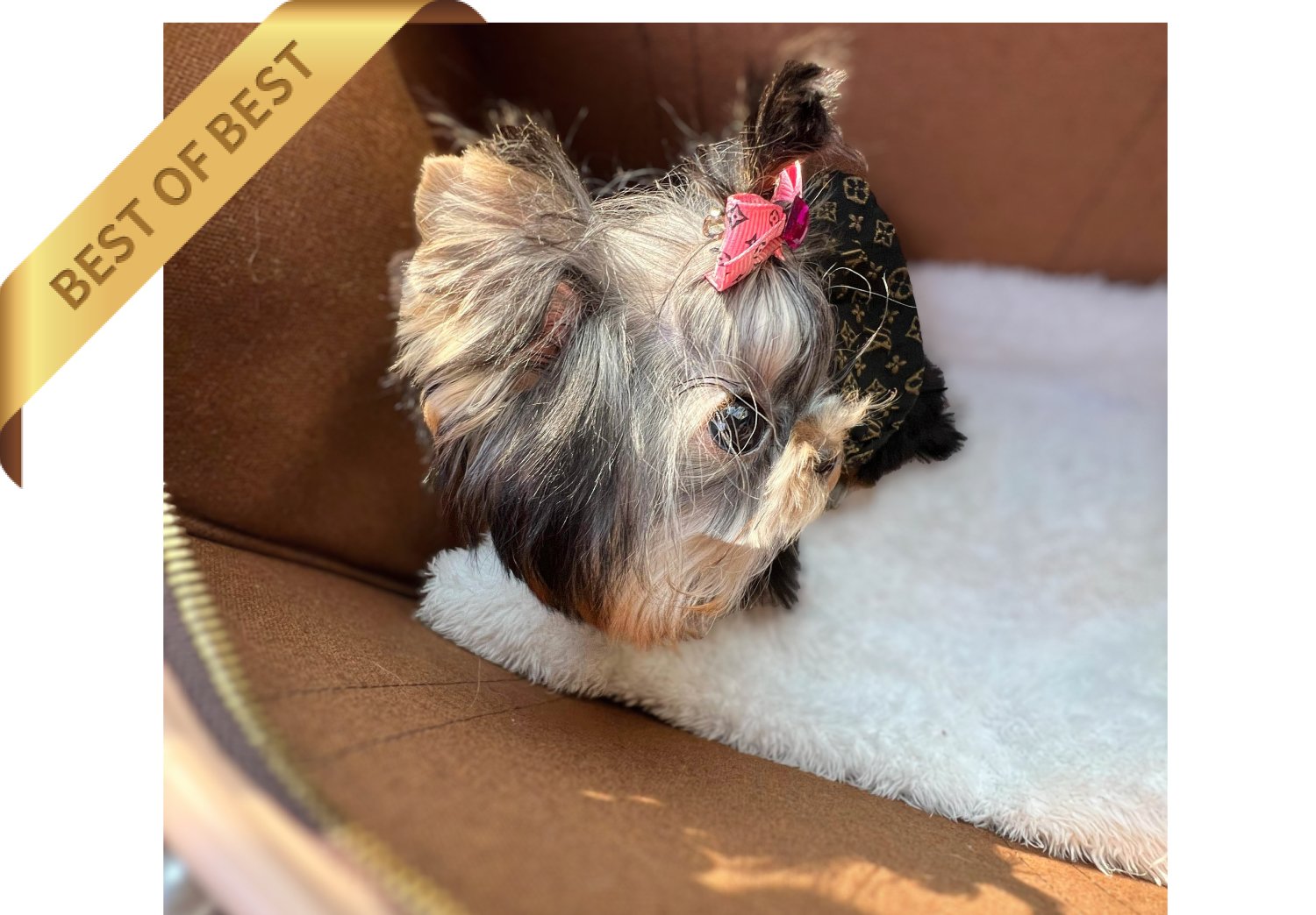 YORKSHIRE TERRIER (KIKI) - Image 3