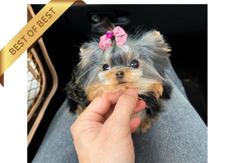 YORKSHIRE TERRIER (KIKI) - Image 2